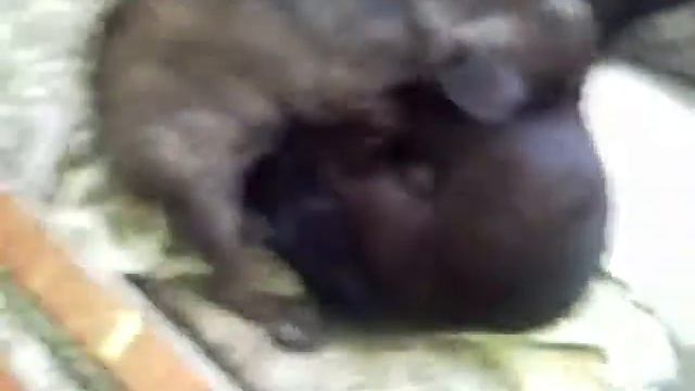 французская бульдожка Жаклин смотреть онлайн