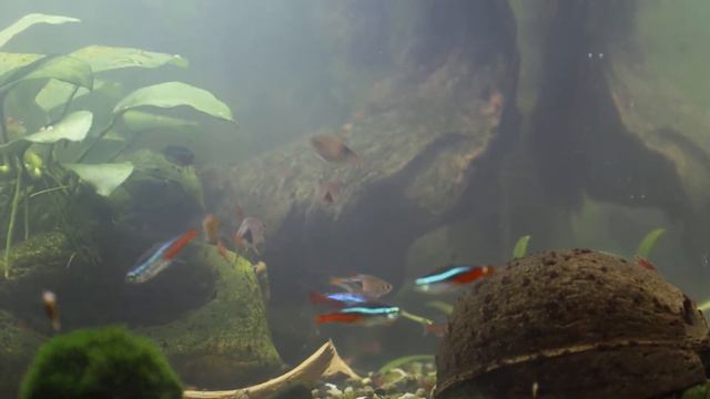 Расборы танцуют смотреть онлайн