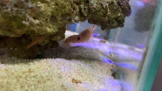 Креветка-щелкун строит нору в минике. смотреть онлайн