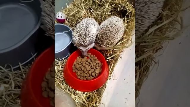 Африканские ёжики кушают/African hedgehogs eat смотреть онлайн