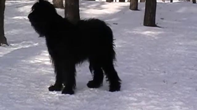 Briard Obedience Бриар, Обидиенс. Комплекс. Обучение