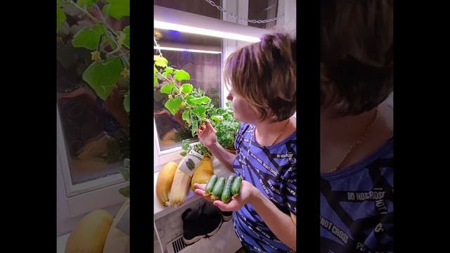 ? ОГУРЕЦ ТРЮКАЧ F1, ПАСЫНКОВ НЕ ДАЁТ, ПЛОДЫ ЕСТЬ?Можно спокойно выращивать дома на подоконнике??