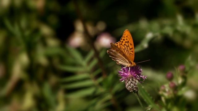 Сделайте Сами Талисман для СЧАСТЬЯ, ДОСТАТКА И УСПЕХА! ? Медовый Спас ✨ смотреть онлайн