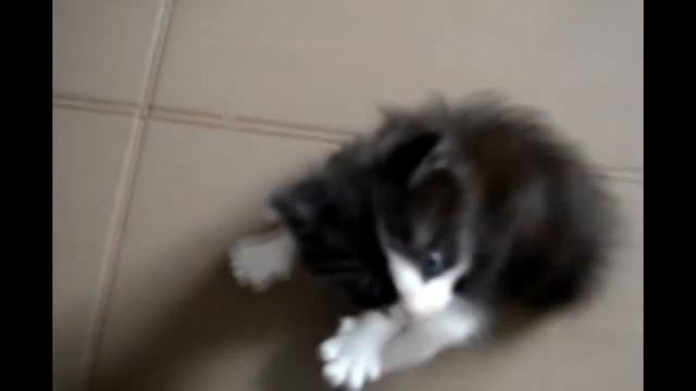 Нашел котенка на улице и забрал его домой. Found a kitten on the street and took him home смотреть онлайн