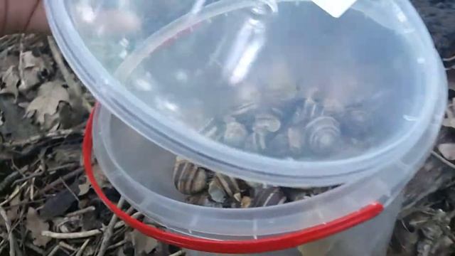 Vlog: Собираю Улиток в лесу смотреть онлайн