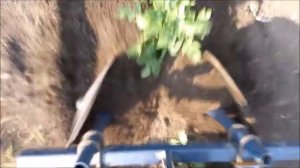 Дисковый  окучник. Мотоблок  и Окучивание картошки ?