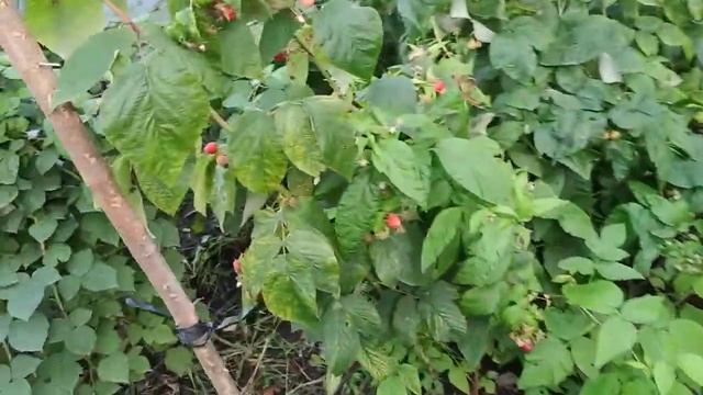 Малина Маргарита Эндросадира Аделита смотреть онлайн