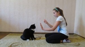 Дрессировка кота.  Команды дай пять и ладушки.