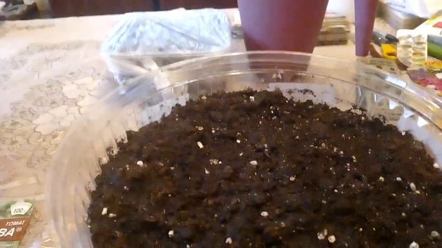 Сажаю помидоры. Сажаю статицу. смотреть онлайн