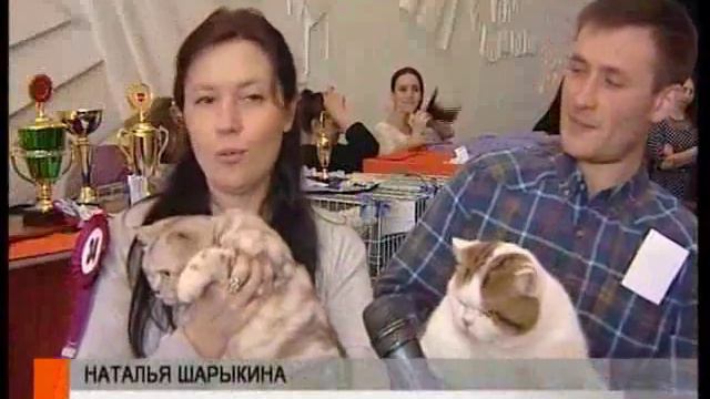 выставка кошек смотреть онлайн
