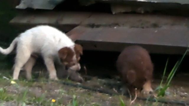 Собака повадилась ловить крыс и притаскивать их своим щенкам в качестве игрушки и свежего корма... смотреть онлайн