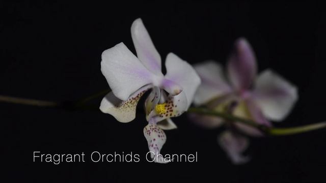 Fragrant Phalaenopsis Schilleriana (silver leaves) × Stuartiana var. Nobilis. смотреть онлайн