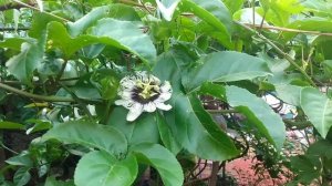 растение маракуйя