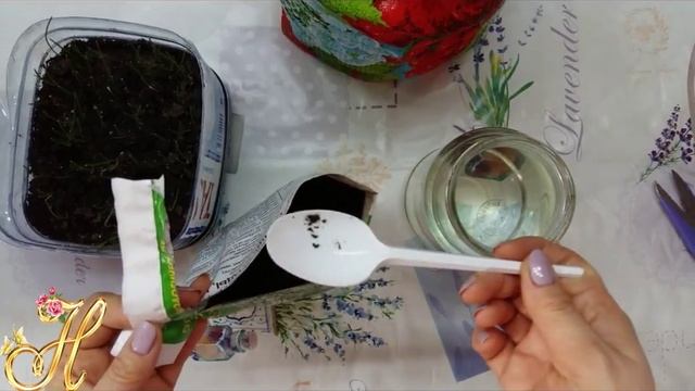 Удобряем рассаду лука. смотреть онлайн