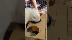 Кормление щенков в 2 месяца