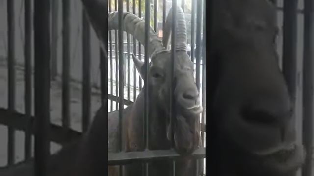 Сибирский горный козёл в Алматинском Зоопарке смотреть онлайн