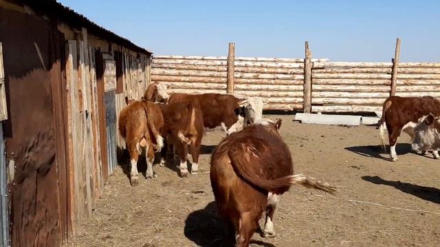 Герефорд бычки 11-12 месяцев 20.04.20 смотреть онлайн