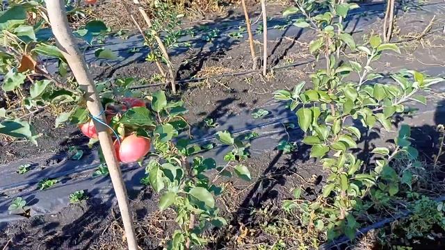 #Сад мечты. Яблоня сорт РОЖДЕСТВЕНСКОЕ. смотреть онлайн