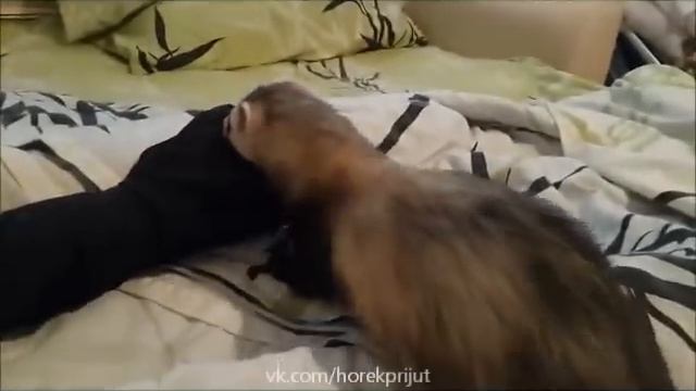 Хорёк дома | Дарвин утаскивает зонт смотреть онлайн