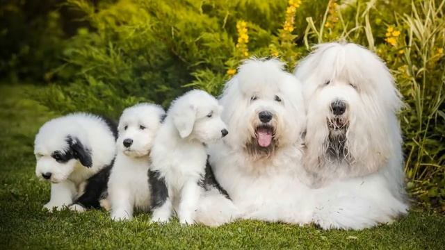 Породы собак - Бобтейл. [Old English Sheepdog (Dog Breed)] смотреть онлайн