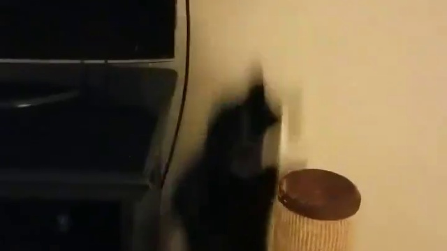 кошка и звездочка смотреть онлайн