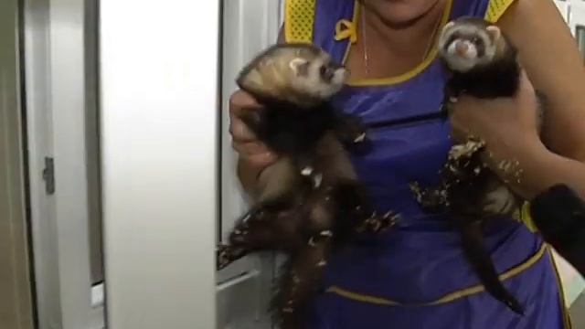 АУ "Белоярский информационный центр "Квадрат" - Мини зоопарк в детском саду "Сказка" смотреть онлайн