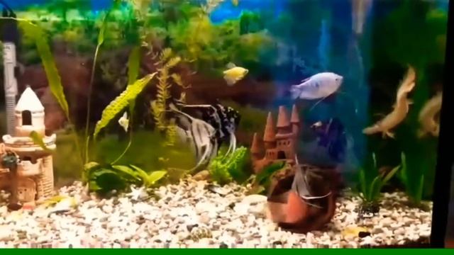 ПОЛИПТЕРУС СЕНЕГАЛЬСКИЙ ИЛИ МНОГОПЕР — ДРАКОН ИЗ АФРИКАНСКИХ ВОД смотреть онлайн