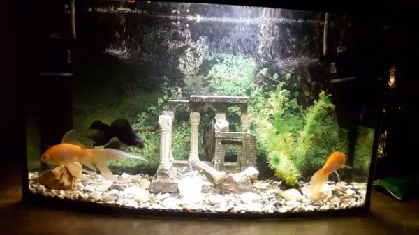 Аквариум 45 литров. Оформление аквариума