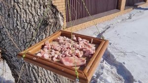 Птицы на кормушке