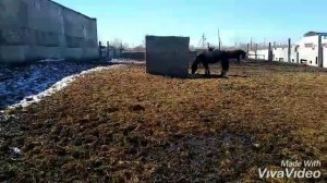 Русские тяжеловозы. Баланс и Лакмус!