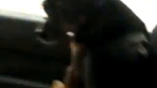 собака едит и обгоняет поезд (грузовой) смотреть онлайн