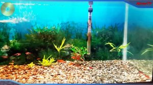 АКВАРИУМ. УДАЛЕНИЕ ПЛЁНКИ С ПОВЕРХНОСТИ ВОДЫ