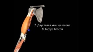 Мышцы плечевого пояса и плеча