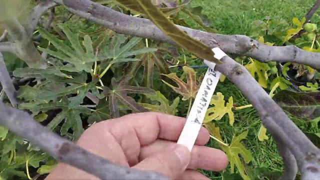 Інжир Долматський (fig tree Dalmatia) 19-09-2022р. смотреть онлайн