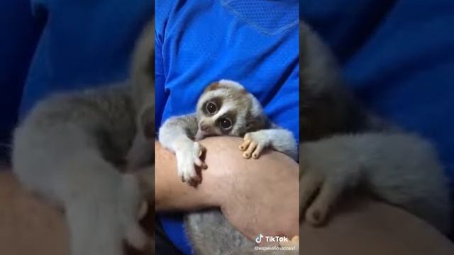 Маленький ленивец