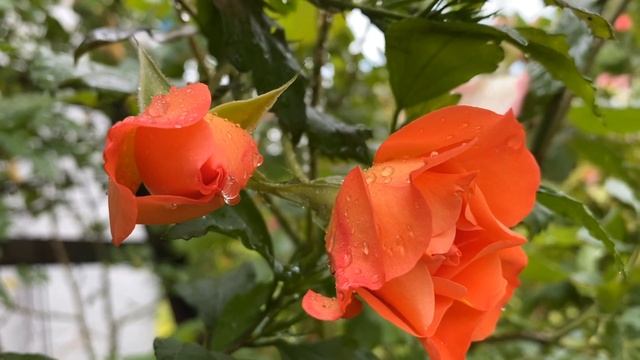 Недовгий вік троянди. Ледь розцвіла — зів‘яла. Доброго ранку! смотреть онлайн