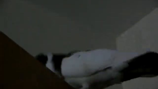 Голубь Гуль смотреть онлайн