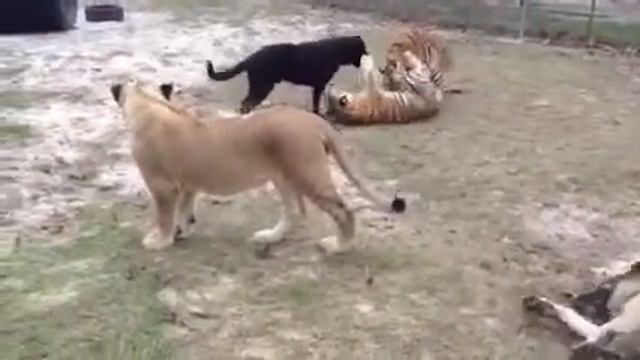 Собака играет с двумя тигрятами, dogs playing tigers смотреть онлайн