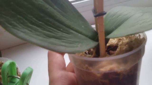 Реанимация моих орхидей и полив реанимационных орхидей смотреть онлайн