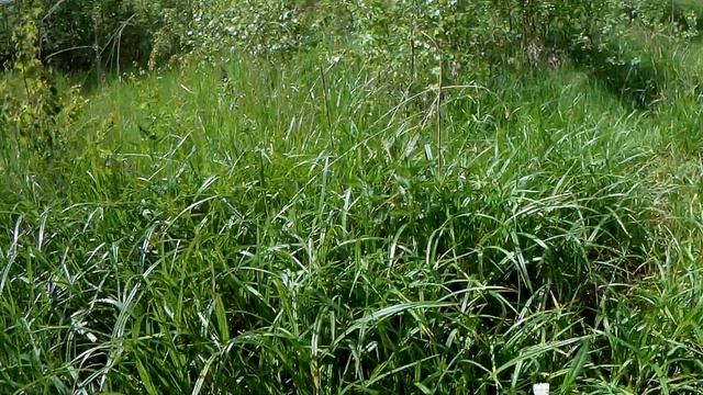 НА ЧТО ЛУЧШЕ ЛОВИТЬ ОКУНЯ НА ОЗЕРЕ.Рыбалка на джиг,отводной поводок и блесну. смотреть онлайн