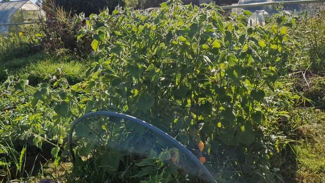 24 августа 2024