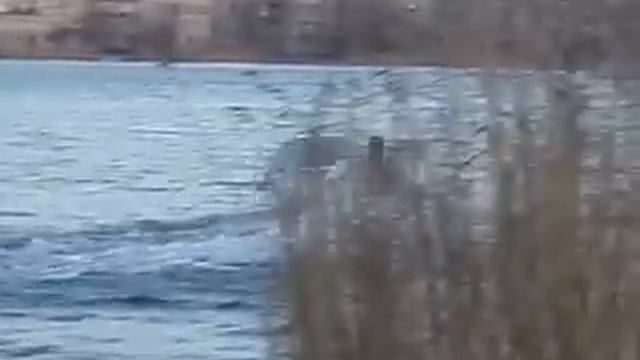 Касатка 335 под Т9,8 смотреть онлайн