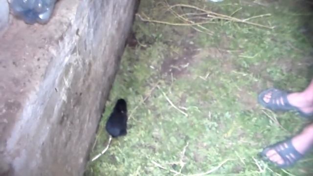 Первое кролиное потомство,ямное разведение.Месячный крольчонок смотреть онлайн