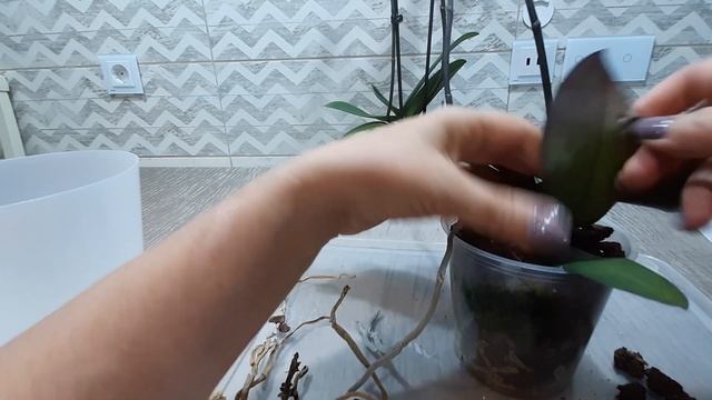 Спасаем новую орхидею Big Lip.