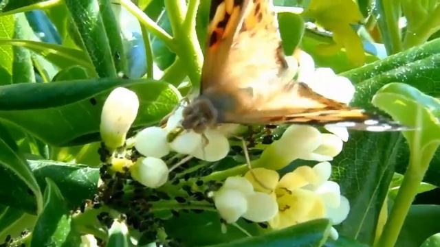 Пожелания Доброго Утра?Добрые Пожелания?Пожелания Хорошего Дня?Пожелание Удачи смотреть онлайн