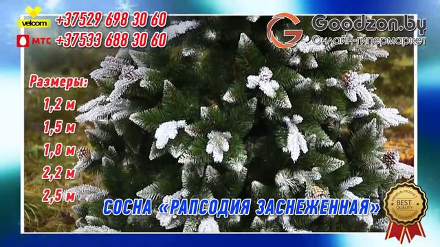 Сосна "Рапсодия заснеженная" смотреть онлайн