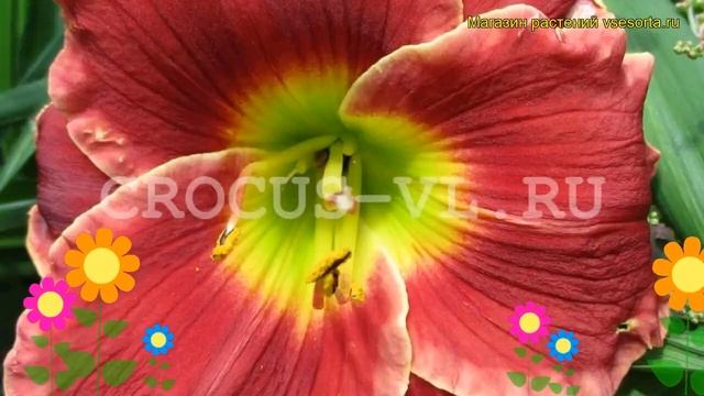 Лилейник гибридный Чоколейт Кенди. Краткий обзор, описание hemerocallis hybrida Chocolate Candy смотреть онлайн