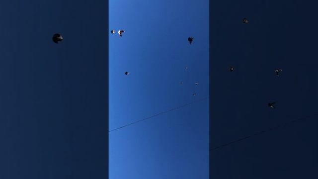 Летные. Николаевские готовы к приему 7 злаков в с. Песчанка. Красноград