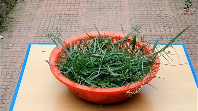How to Easily grow Cherry tree at home | Easiest bonsai for beginners смотреть онлайн