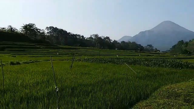 Wisata Pedesaan di VANDA Gardenia Hotel - Trawas смотреть онлайн